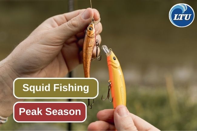 Maximizing Catch During the Squid Fishing Peak Season